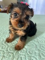 Yorkshire Terrier Puppies for sale in Cape Coral, Florida. price: $1,500