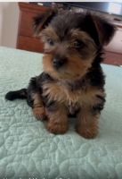 Yorkshire Terrier Puppies for sale in Cape Coral, Florida. price: $1,500