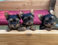 Yorkshire Terrier Puppies for sale in Riverbank, California. price: NA