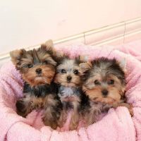 Yorkshire Terrier Puppies for sale in Apple Valley, California. price: $750