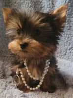 Yorkshire Terrier Puppies for sale in Steger, Illinois. price: $2,500