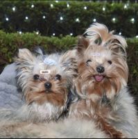 Yorkshire Terrier Puppies for sale in Apple Valley, California. price: $750