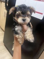 Yorkshire Terrier Puppies for sale in Santa Monica, California. price: $1,000