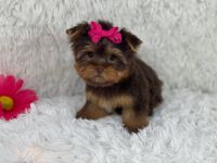 Yorkshire Terrier Puppies for sale in San Diego, California. price: $400