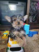 Yorkshire Terrier Puppies for sale in Battle Creek, MI, USA. price: $1,000