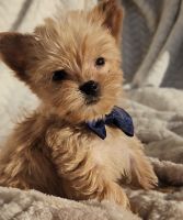 Yorkshire Terrier Puppies for sale in Layton, Utah. price: $1,200