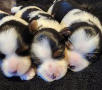 Yorkshire Terrier Puppies for sale in Durham, ON, Canada. price: $2,200