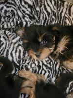Yorkshire Terrier Puppies for sale in Yakima, Washington. price: $500
