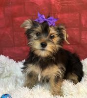 Yorkshire Terrier Puppies for sale in Durant, Oklahoma. price: $600