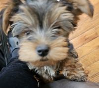 Yorkshire Terrier Puppies for sale in Asheville, North Carolina. price: $850