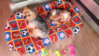 Yorkshire Terrier Puppies for sale in Calais, Maine. price: $2,400