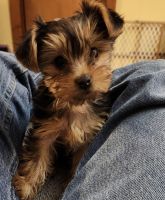 Yorkshire Terrier Puppies for sale in Blue River, Wisconsin. price: $100,000