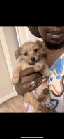 Yorkshire Terrier Puppies for sale in Miami Gardens, Florida. price: $500