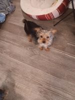 Yorkshire Terrier Puppies for sale in Portland, Oregon. price: $1,200