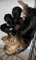 Yorkshire Terrier Puppies for sale in Brooklyn, NY 11224, USA. price: $1,200