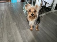 Yorkshire Terrier Puppies for sale in Fort Wayne, Indiana. price: $2,000