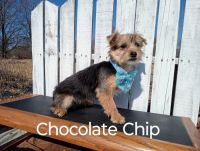 Yorkshire Terrier Puppies for sale in Blanchard, Michigan. price: $400