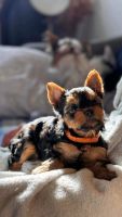 Yorkshire Terrier Puppies for sale in Lancaster, Pennsylvania. price: $1,500
