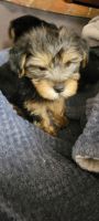 Yorkshire Terrier Puppies for sale in Sacramento, CA, USA. price: $1,200