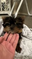 Yorkshire Terrier Puppies for sale in Surprise, Arizona. price: $2,500