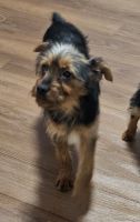 Yorkshire Terrier Puppies for sale in East Hartford, Connecticut. price: $1,000