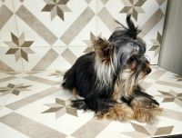 Yorkshire Terrier Puppies for sale in Smithfield, NC 27577, USA. price: $950