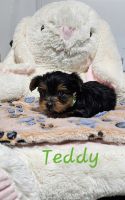 Yorkshire Terrier Puppies for sale in Spencerville, IN 46788, USA. price: $1,800