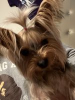 Yorkshire Terrier Puppies for sale in Charlotte, North Carolina. price: $1,500
