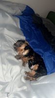 Yorkshire Terrier Puppies for sale in Mobile, Alabama. price: $1,650