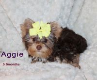 Yorkshire Terrier Puppies for sale in Leesville, LA 71446, USA. price: $1,000