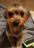 Yorkshire Terrier Puppies for sale in Bethel, Connecticut. price: $2,499