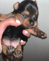 Yorkshire Terrier Puppies for sale in Kissimmee, FL, USA. price: $980
