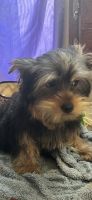 Yorkshire Terrier Puppies for sale in Picayune, MS 39466, USA. price: $650