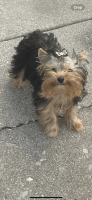 Yorkshire Terrier Puppies for sale in Evansville, Indiana. price: NA