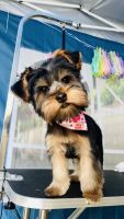 Yorkshire Terrier Puppies for sale in Las Vegas, Nevada. price: $1,800