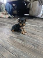 Yorkshire Terrier Puppies for sale in Cullman, Alabama. price: $2,500