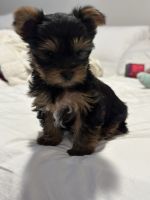 Yorkshire Terrier Puppies for sale in Aliso Viejo, California. price: $2,500