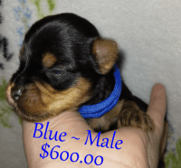 Yorkshire Terrier Puppies for sale in San Antonio, TX, USA. price: $600