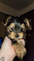 Yorkshire Terrier Puppies for sale in Ferndale, Washington. price: $1,300