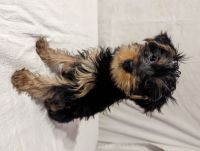 Yorkshire Terrier Puppies for sale in Modesto, California. price: $300