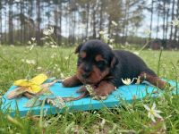 Yorkshire Terrier Puppies for sale in Jayess, MS 39641, USA. price: $1,800