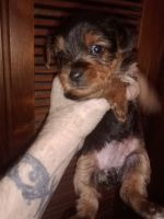 Yorkshire Terrier Puppies for sale in Warsaw, Kentucky. price: $500