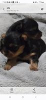 Yorkshire Terrier Puppies for sale in Birmingham, AL, USA. price: $110,015