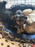 Yorkshire Terrier Puppies for sale in Chesapeake, Virginia. price: $2,000