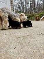Yorkshire Terrier Puppies for sale in Covington, Georgia. price: $1,600