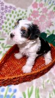 Yorkshire Terrier Puppies for sale in Miramar, FL, USA. price: $1,500