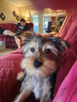 Yorkshire Terrier Puppies for sale in Bartow, Florida. price: $2,000