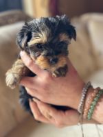 Yorkshire Terrier Puppies for sale in Rancho Cucamonga, California. price: NA