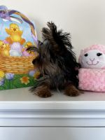 Yorkshire Terrier Puppies for sale in Beach Haven, NJ 08008, USA. price: $1,500