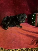 Yorkshire Terrier Puppies for sale in Picayune, MS 39466, USA. price: $1,500